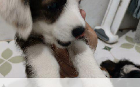 阿拉斯加幼犬脸尖特征解析