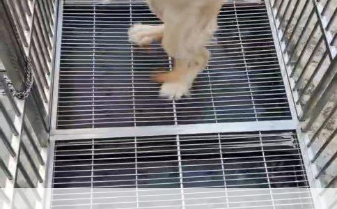 《实战指南：训练狗狗在厕所便池中定点大小便的技巧与步骤》