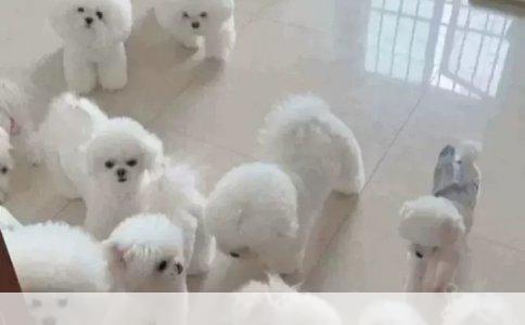 三个月吉娃娃太难带了求支招