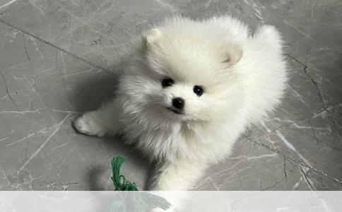 小鸟掉毛解决方法全解析