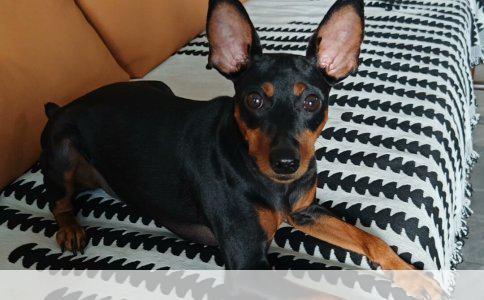 藏獒：高原上的王者与未知的配种之谜