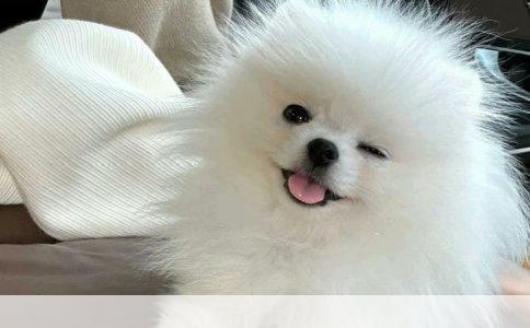 解析德国牧羊犬与昆明犬黑背：体型特征与能力对比