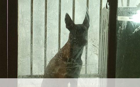 狗狗狂犬疫苗多少钱多久打一次