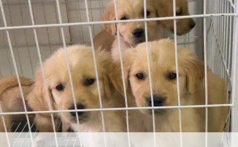 三色柯基犬价格解析