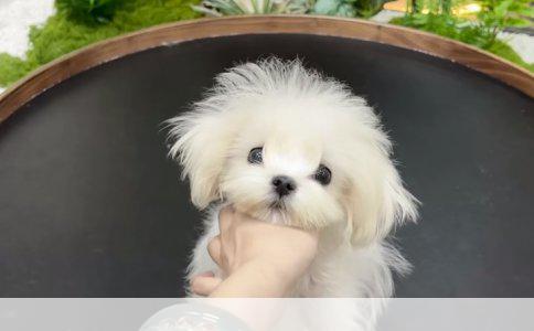 E光美容：科技与美学的完美邂逅