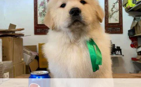 被狗咬后：理性面对，科学接种——狂犬病疫苗的必要性探讨