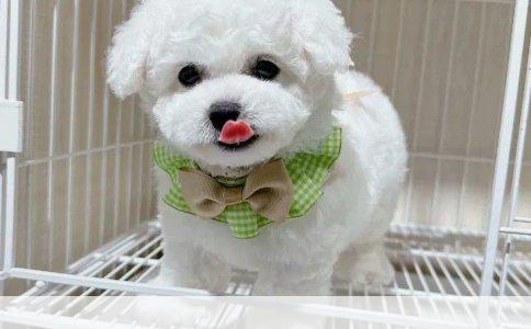 哈士奇串配的优劣探讨