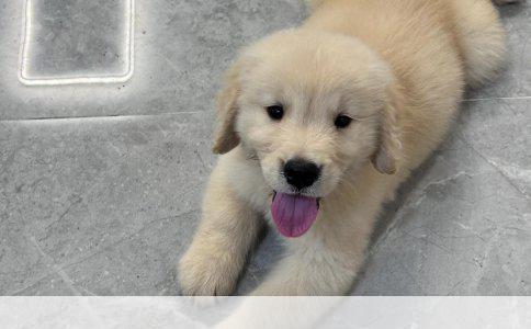 宠物狗品种选择指南：打造和谐共生的温馨家园