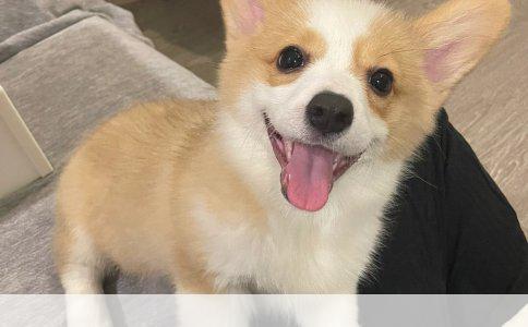 狗狗被车撞后尿血能否吃保险子？