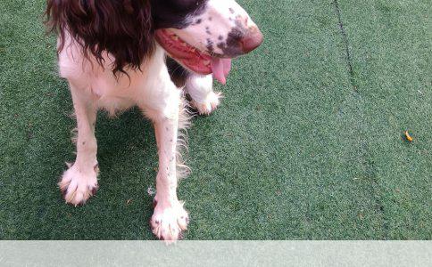 如何选择优质的宠物美容学校