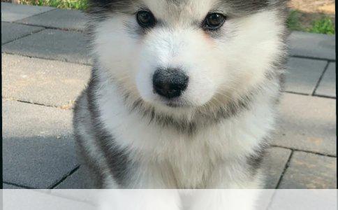 雪域精灵：揭秘那些在雪地中奔跑的雪橇犬品种及其价值