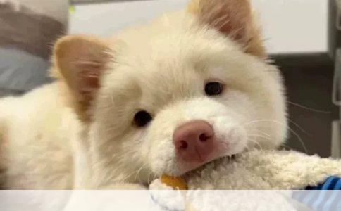 犬种博览：全面解析各类狗狗品种