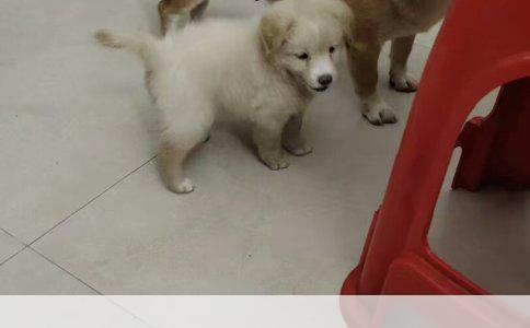 英国斗牛犬的养护全攻略：爱宠生活的细节艺术