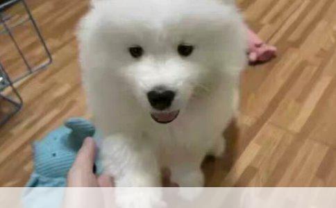 小型中型犬长短毛品种盘点
