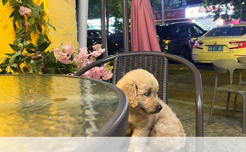 松狮犬掉毛原因解析