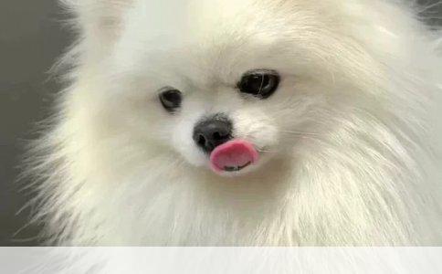 藏獒怀孕四十八天，流出白色分泌物，原因何在？