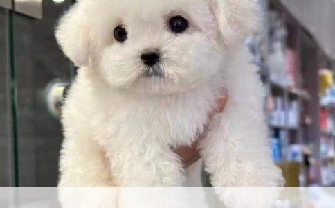 短跑训练与专业鞋履：提升成绩的秘诀