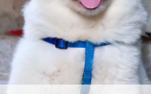 立耳比熊并非独立品种