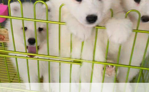 阿拉斯加幼犬40天饮食指南