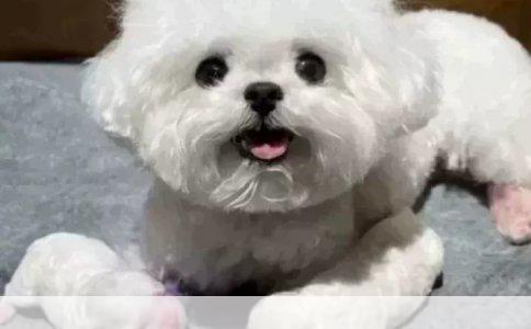 柯基好养吗 流泪原因要搞清
