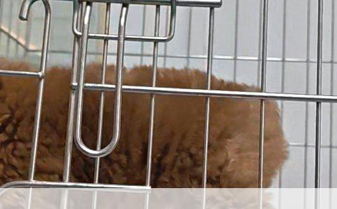 博美犬成长全记录：探索它们的大小与年龄的奇妙旅程