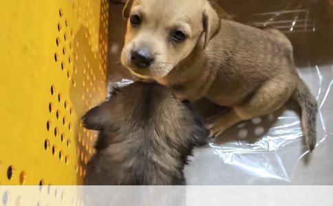 金毛幼犬每日食量指南：两个多月的金毛一次该吃多少狗粮？