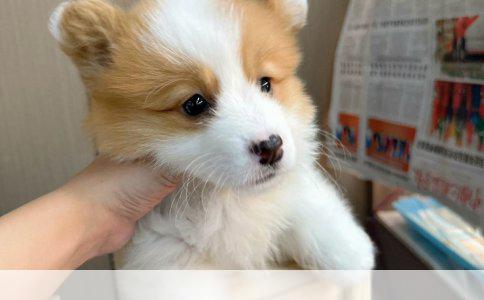 揭秘照片中的爱宠：柯基犬的独特魅力