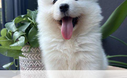 边牧幼犬多大能洗澡？这个问题很多新晋铲屎官都问过我。我家那只黑白相间的小祖宗，刚接回家时才两个多月，浑身奶香，结果没忍住，到家第三天就给它洗了澡，现在想想都后怕。