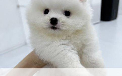 秋田犬智商排名及其特点分析