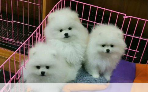小鹿犬夏天掉毛正常吗