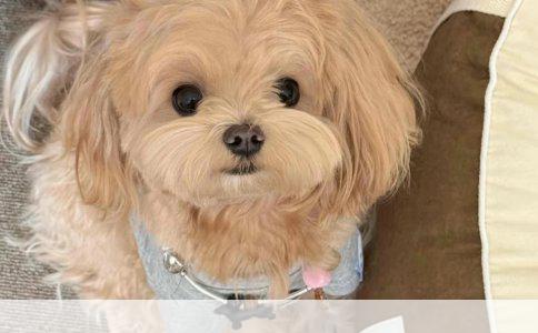 一周多博美狗粮选择指南：挑选最佳品牌，守护宠物健康