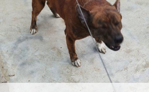 杜宾犬生活习性探微