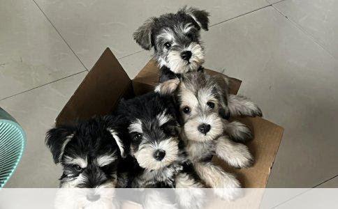 巴哥犬饮食禁忌：揭秘五种不宜喂食的“毒”物