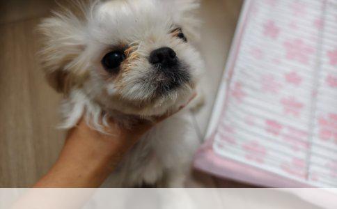 揭秘未知的犬界精灵：探访这种神秘狗狗的品种与特性