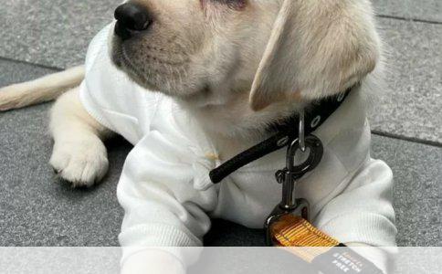 狗的健康保障：疫苗接种与驱虫常识