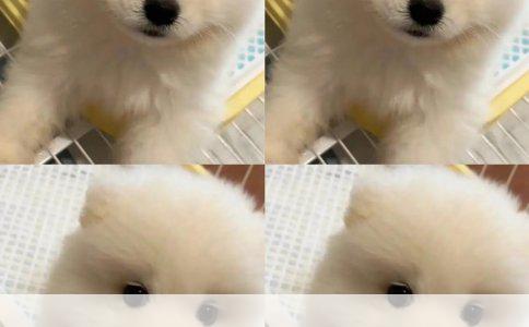 小型犬之选：探索如阿拉斯加与哈士奇般风采的迷你犬种推荐
