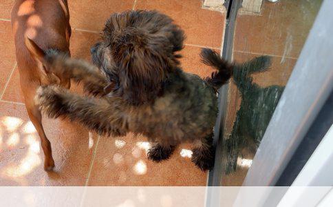 杜宾犬金属项圈在哪买才靠谱