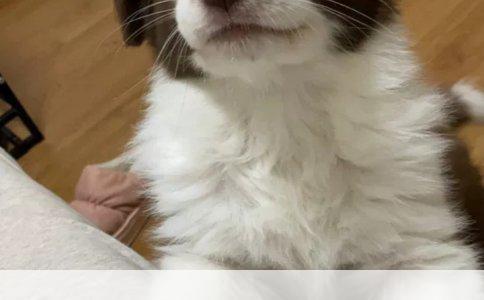 大丹犬配德牧能长多大