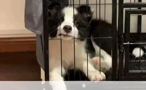 新手女孩养宠指南：娇气女生的最佳小型犬伴侣