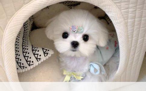 德国牧羊犬小时候会得什么病