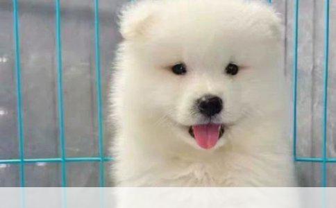 哈士奇幼犬打针时间与频率