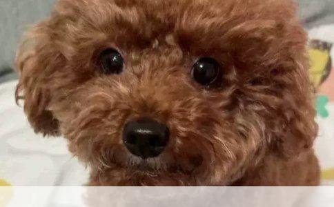 吉娃娃：小型犬中的“小精灵”，养护需细心