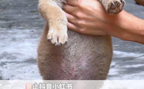 哈士奇还是阿拉斯加？看完这篇就懂了