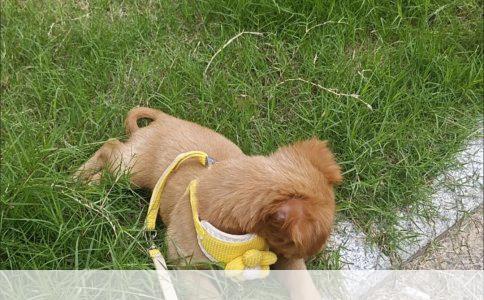 # 如何挑选阿拉斯加幼犬