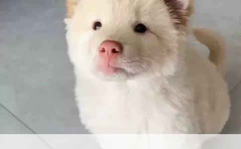 松狮犬的忠诚与养护：一位饲主的真心分享