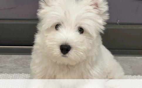牧羊犬咬不咬人，这事得看你怎么养