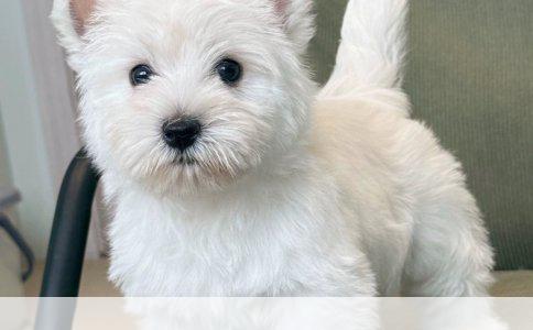 成犬萨摩的狗粮选择与营养需求