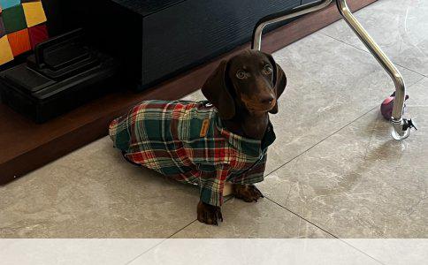 萨摩耶犬的正确喂食方案