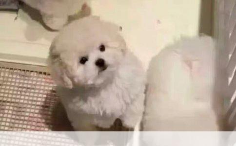 台州宠物美容培训哪家好？跑遍三区后的实话