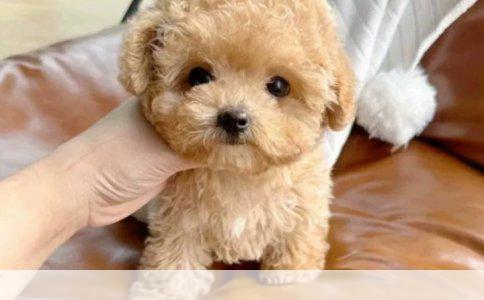 第一次养中大型犬：大丹犬的优缺点及养育指南